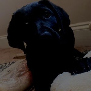 Meet your Posher, Julia